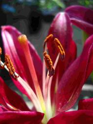 І ХЛІБОМ І ЦВІТОМ