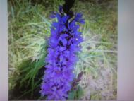 Лемеші.Літо