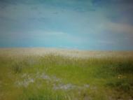 Лемеші.Літо