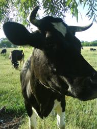 Красиві місця в Майданівці