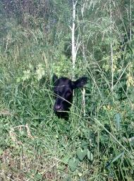Домашнє господарство