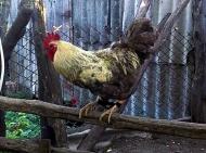 Домашнє господарство