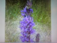 Лемеші.Літо