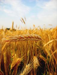 І ХЛІБОМ І ЦВІТОМ