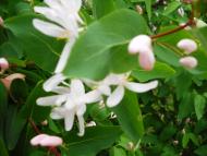 Мала Лепетиха