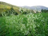 курорт Поляна