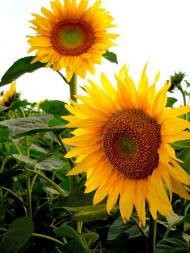 І ХЛІБОМ І ЦВІТОМ