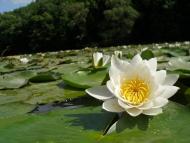 Духовне село