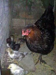 Домашнє господарство