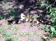 Домашнє господарство