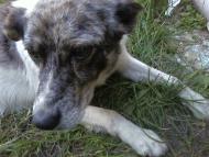 Лемеші.Літо