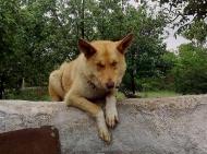 Домашнє господарство