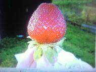 Лемеші.Літо