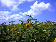 Мала Лепетиха - Обрані фото