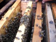 Мала Лепетиха