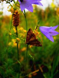 І ХЛІБОМ І ЦВІТОМ