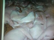 Лемеші.Літо