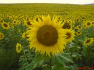 Шибена - Останні фото