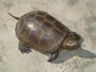 Хомутово - Последние фото