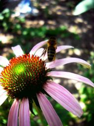 І ХЛІБОМ І ЦВІТОМ