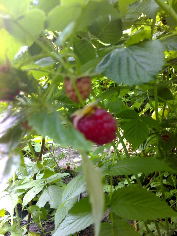 Кукільня - Кукільня