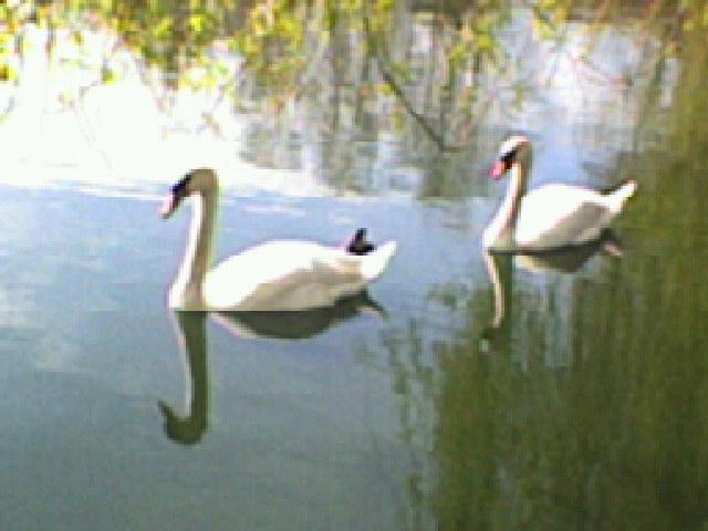 Водосховище - Жовнине