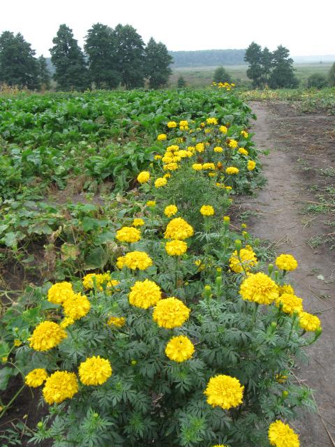 лето - Жорнокльови