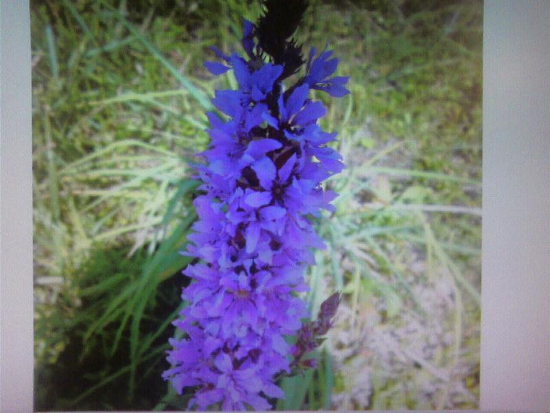 Лемеші.Літо - Лемеши