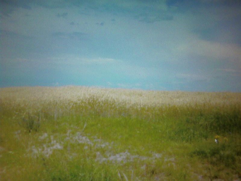 Лемеші.Літо - Лемеши