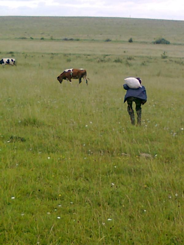 Випас - Почапки