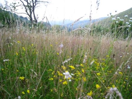 курорт Поляна - Поляна