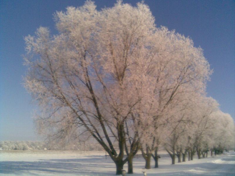 селещина - Селещина