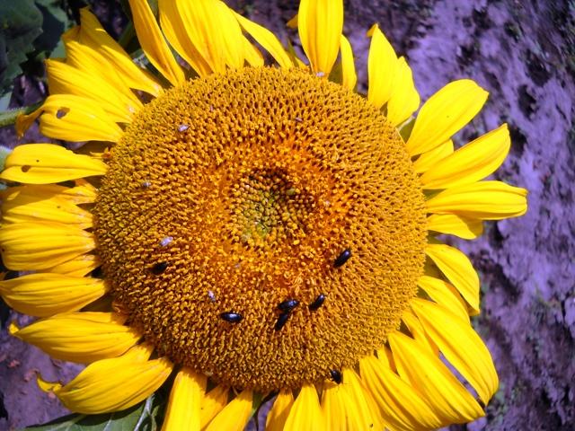 Моє село - Мала Лепетиха