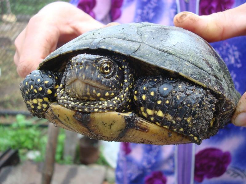 моє село - Привілля