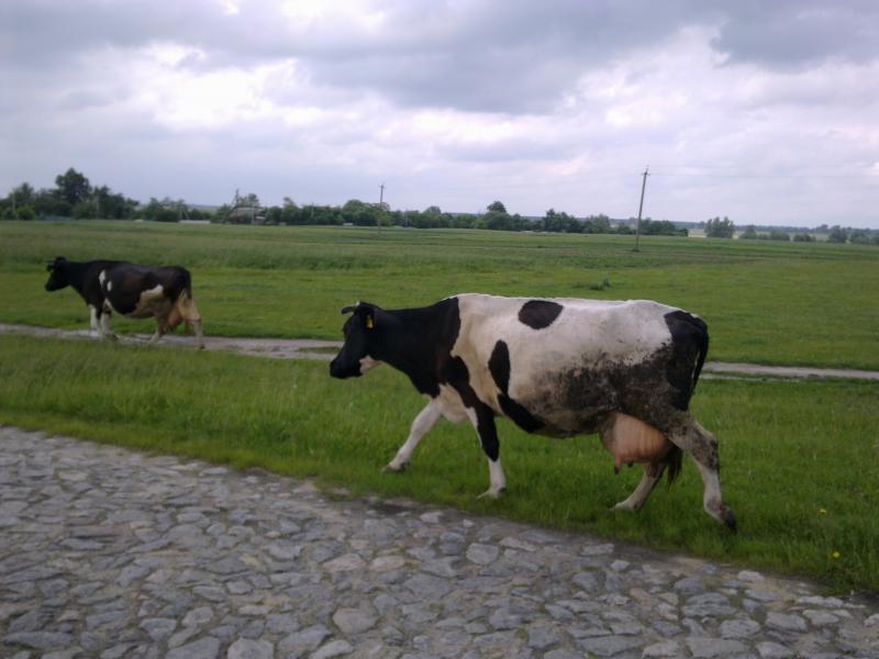 Кукільня - Кукільня