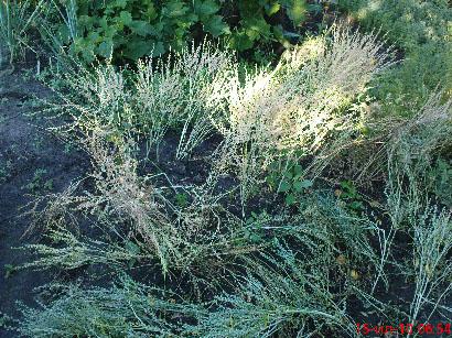 Лето 2010 - Дубовязовка