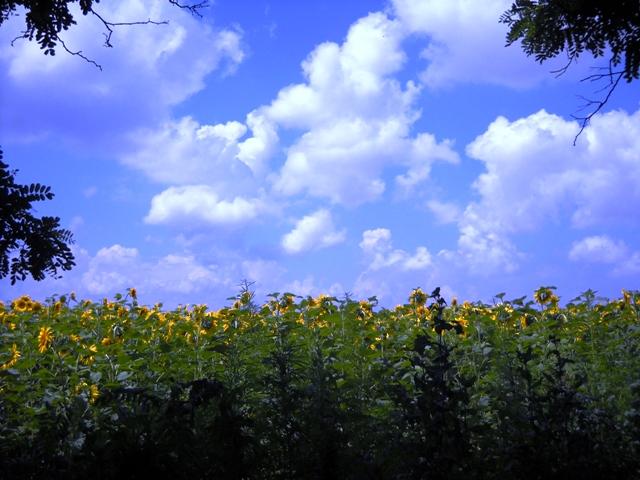 Моє село - Мала Лепетиха