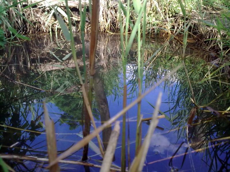 Фотоетюди - Півні