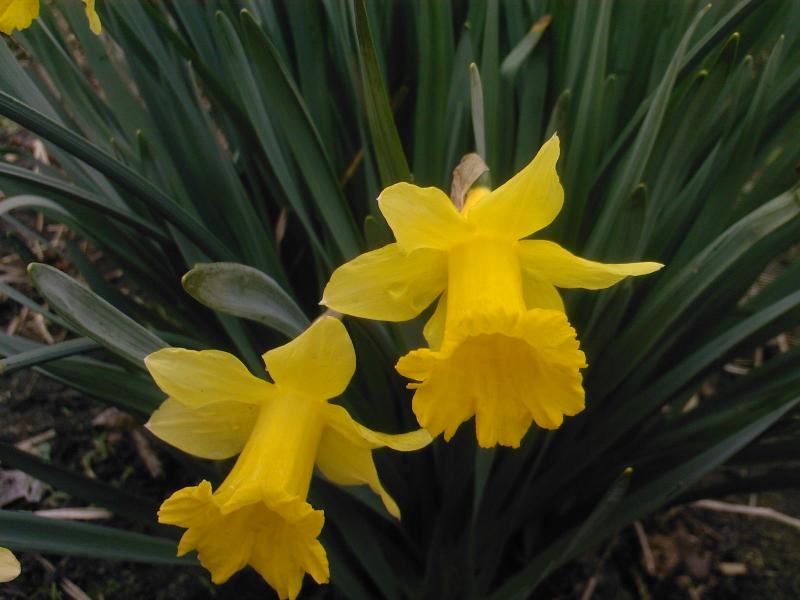 просто альбомчик=) - Любеля