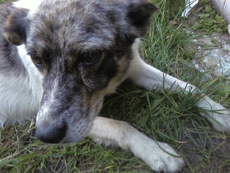 Лемеші.Літо - Lemeshi