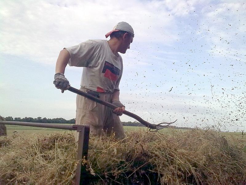 сінокос - Півні