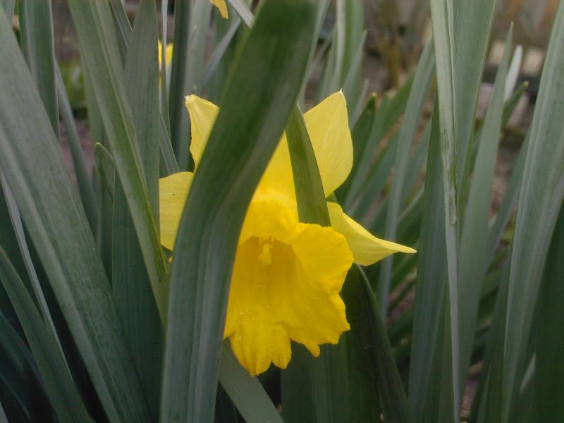 просто альбомчик=) - Любеля