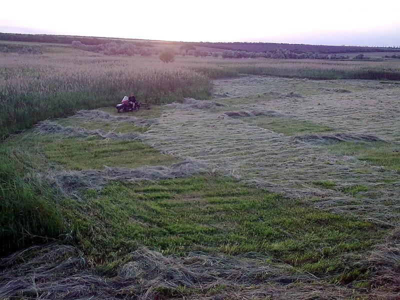 сінокос - Півні