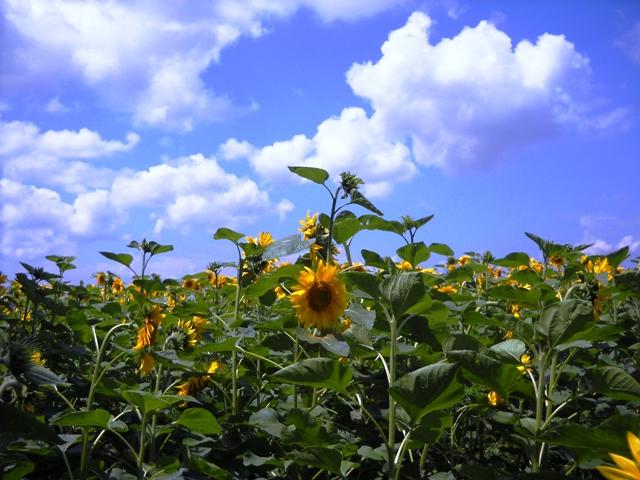 Моє село - Мала Лепетиха