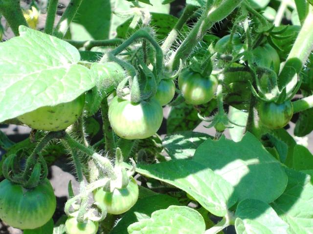 Моє село - Мала Лепетиха