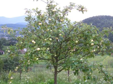 курорт Поляна - Поляна