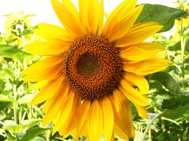 Моє село - Мала Лепетиха