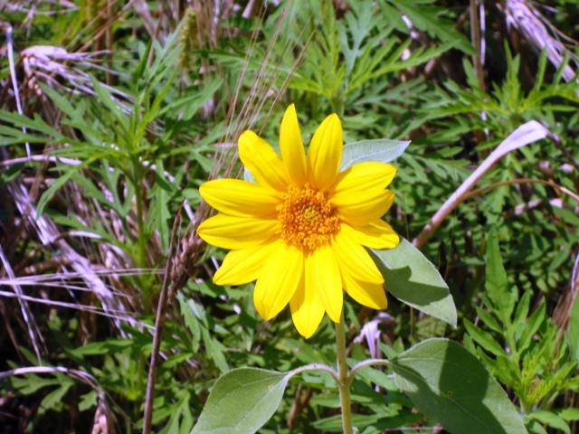 Моє село - Мала Лепетиха