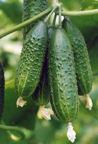 Рідне село - Великий Вистороп