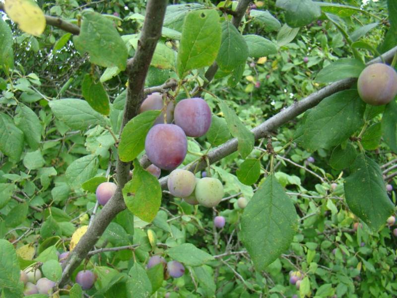 Наше село - Giltsi